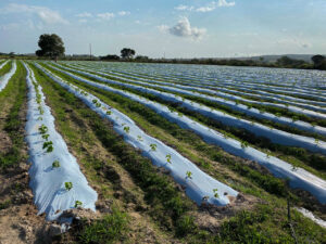 tecnologia extraplast