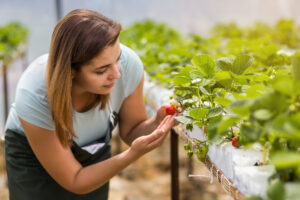 mulher cultivando morango