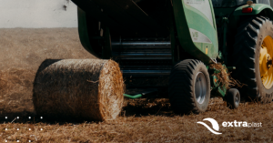 fenação ou silagem